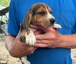 Puppy Puppy 1 Beagle