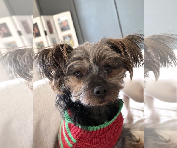 Medium Photo #5 Mutt Puppy For Sale in St. Louis Park, MN, USA