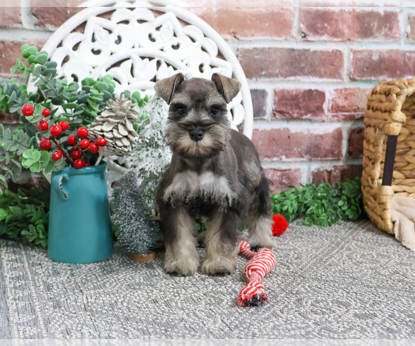 Medium Photo #1 Schnauzer (Miniature) Puppy For Sale in SYRACUSE, IN, USA