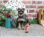 Small Schnauzer (Miniature)