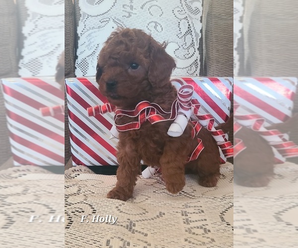 Medium Photo #1 Poodle (Miniature) Puppy For Sale in NATHALIE, VA, USA