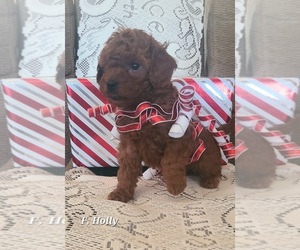 Poodle (Miniature) Puppy for sale in NATHALIE, VA, USA