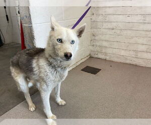 Siberian Husky Dogs for adoption in San Bernardino, CA, USA