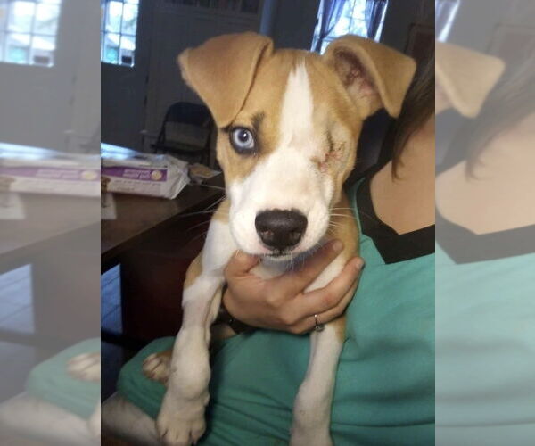 Medium Photo #3 Mutt Puppy For Sale in Foristell, MO, USA