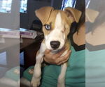 Small #2 Mutt