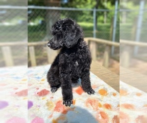 Poodle (Standard) Puppy for sale in ADAMSVILLE, TN, USA