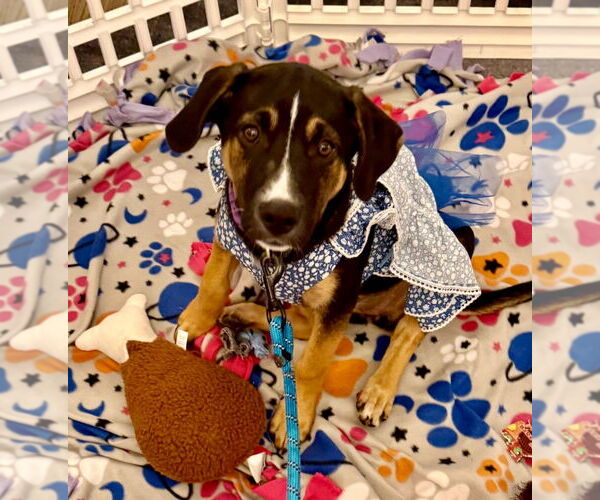 Medium Photo #8 Mutt Puppy For Sale in Minneapolis, MN, USA