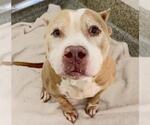 MISS SQUIGZ - Female American Bulldog-Unknown Mix Dog for Adoption - Small photo