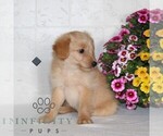 Small #2 Jack-A-Poo