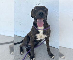 Labrador Retriever-Unknown Mix Dogs for adoption in Rockaway, NJ, USA