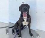 Small Labrador Retriever Mix