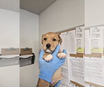 Kenmore - Male Aussie Pyrenees Dog for Adoption - Small photo