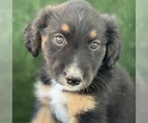 Mutt Dogs for adoption in San Diego, CA, USA