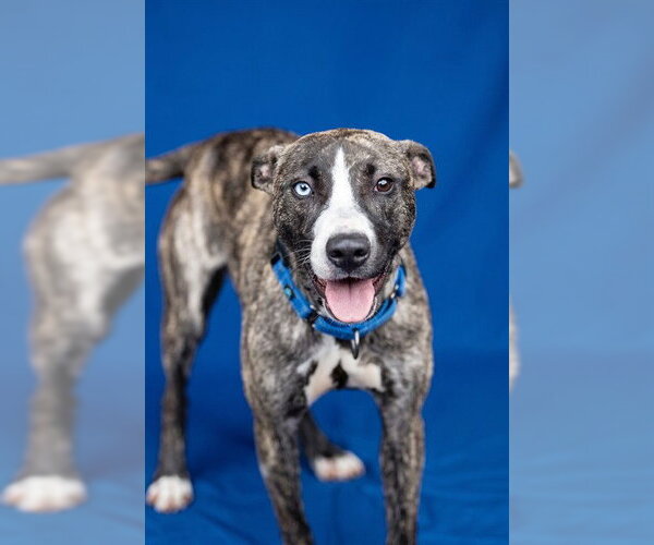 Medium Photo #5 Siberian Husky-Whippet Mix Puppy For Sale in Belleville, IL, USA