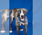 Small #4 Siberian Husky-Whippet Mix