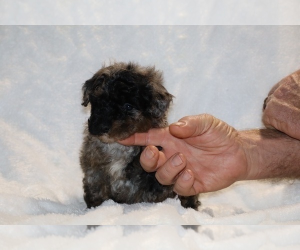 Medium Photo #16 ShihPoo Puppy For Sale in DYERSBURG, TN, USA