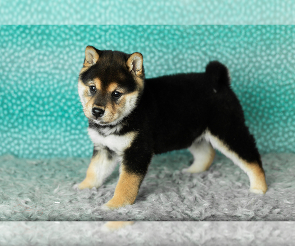 Medium Photo #4 Shiba Inu Puppy For Sale in MILLERSBURG, IN, USA