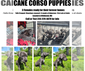 Cane Corso Puppy for sale in SAINT LOUIS, MO, USA