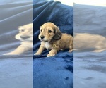 Small #18 Dachshund