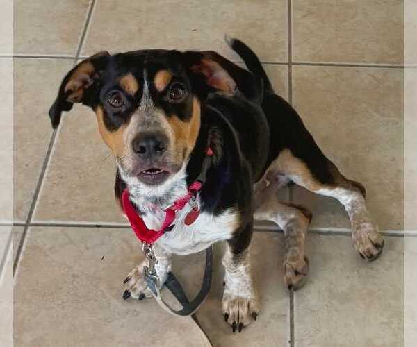 Medium Photo #8 Doxle Puppy For Sale in Dunnellon, FL, USA