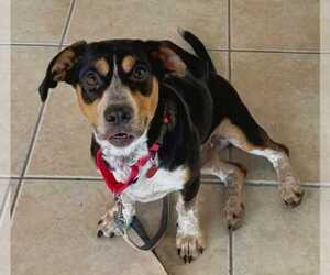 Dante - Male Doxle Dog for Adoption - Photo #8
