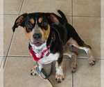 Small Photo #8 Doxle Puppy For Sale in Dunnellon, FL, USA