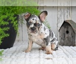 Small #2 French Bulldog