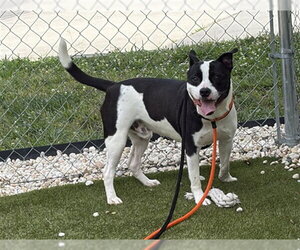 JO JO - Male Mutt Dog for Adoption - Photo #2