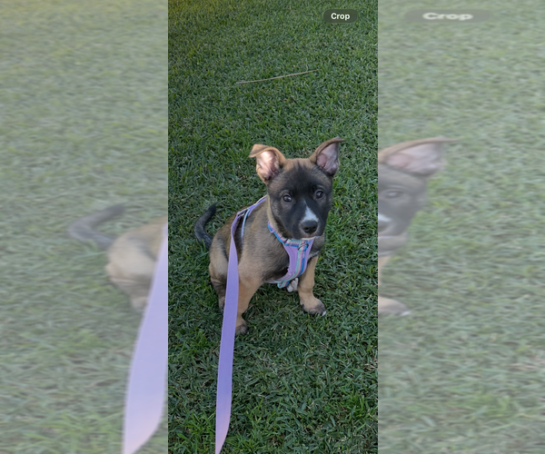 Medium Photo #1 German Shepherd Dog-Unknown Mix Puppy For Sale in Dana Point, CA, USA