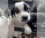 Small #6 Labrador Retriever Mix
