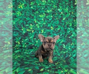 French Bulldog Puppy for sale in INDIANAPOLIS, IN, USA