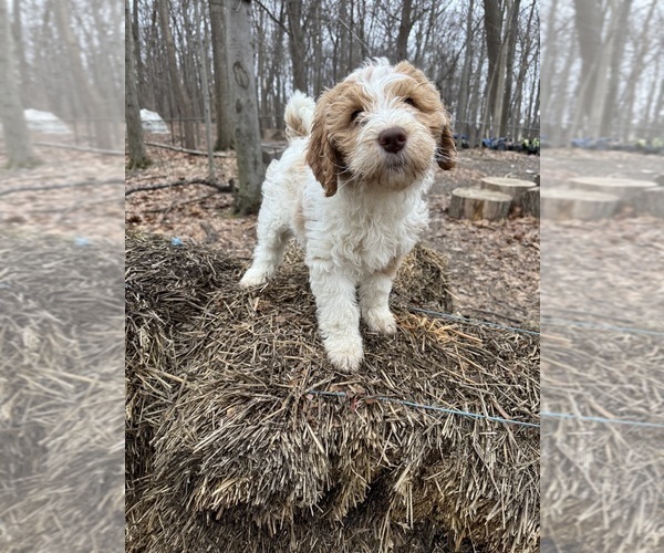 Medium Photo #41 Aussie-Poo-Goldendoodle Mix Puppy For Sale in COMMERCE, MI, USA