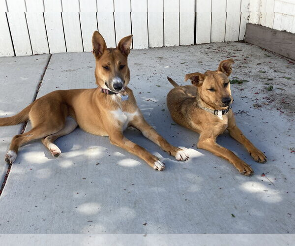 Medium Photo #4 Border-Aussie Puppy For Sale in San Diego, CA, USA