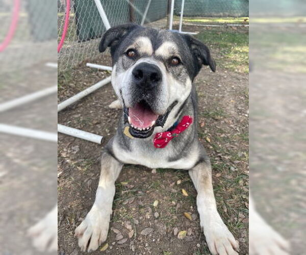 Medium Photo #8 American Staffordshire Terrier-Siberian Husky Mix Puppy For Sale in Ventura, CA, USA