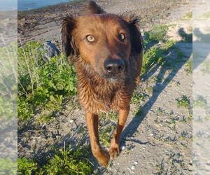 Shylo - Male Irish Setter-Unknown Mix Dog for Adoption - Photo #8