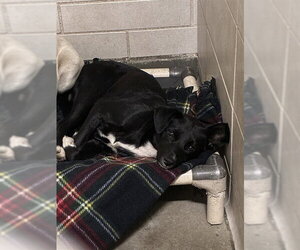 Mutt Dogs for adoption in Stockton, CA, USA