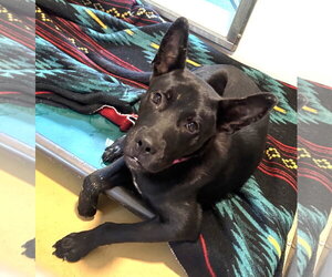 Mutt Dogs for adoption in Rockaway, NJ, USA