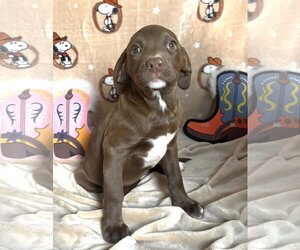 American Pit Bull Terrier-Unknown Mix Dogs for adoption in Wetumpka, AL, USA