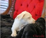 Small Photo #26 Mutt Puppy For Sale in Wakefield, RI, USA