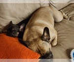 Small #4 French Bulldog