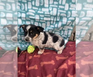 Cowboy Corgi Puppy for sale in KEAVY, KY, USA