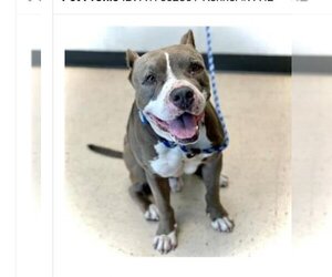 American Pit Bull Terrier-Unknown Mix Dogs for adoption in Tampa, FL, USA