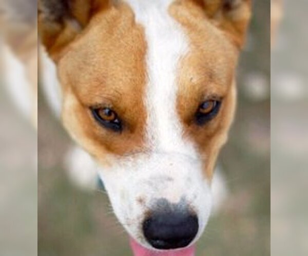 Medium Photo #4 Australian Kelpie-Basenji Mix Puppy For Sale in Houston, TX, USA