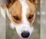 Small Photo #4 Australian Kelpie-Basenji Mix Puppy For Sale in Houston, TX, USA