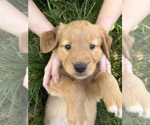 Golden Labrador Puppy for sale in EXPORT, PA, USA
