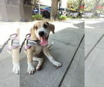 Small #1 Labrador Retriever Mix