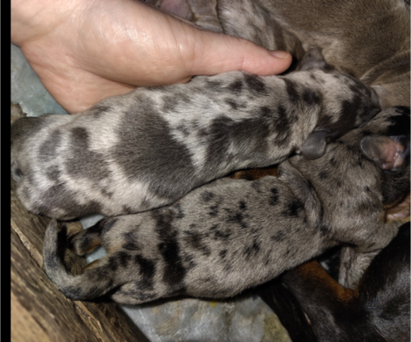 Medium Photo #20 Dachshund Puppy For Sale in BON AQUA, TN, USA