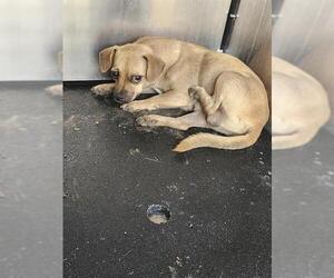 Chihuahua-Unknown Mix Dogs for adoption in San Antonio, TX, USA