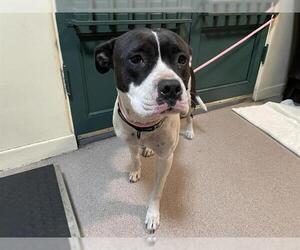 Mutt Dogs for adoption in Pasadena, CA, USA