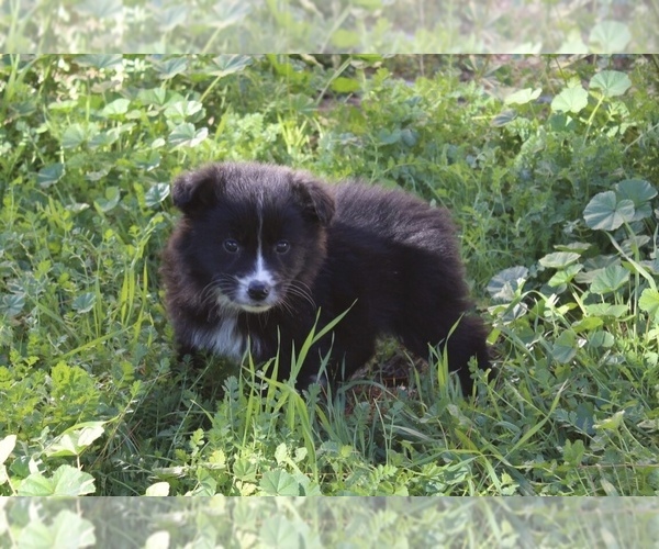 Medium Photo #11 Australian Shepherd Puppy For Sale in ACTON, CA, USA